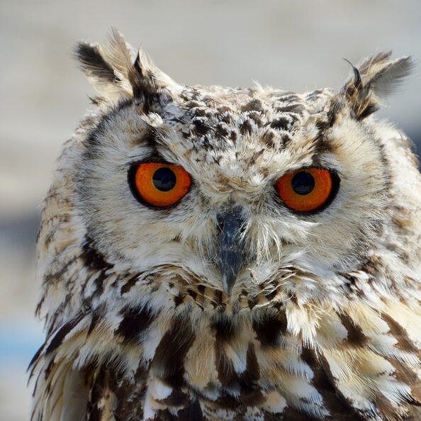 Im Wildpark Schmidt gibt es auch jede Menge Greifvögel zu bestaunen.