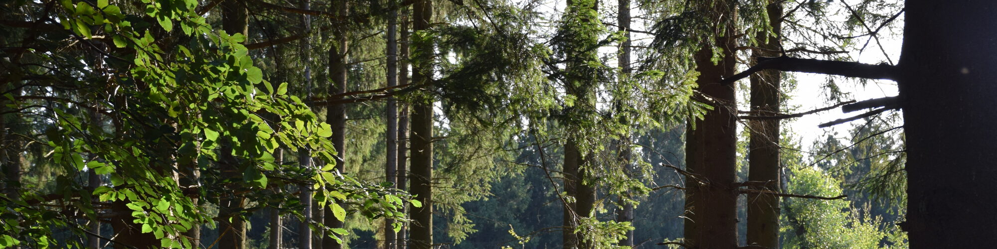 Blick in den Hürtgenwald