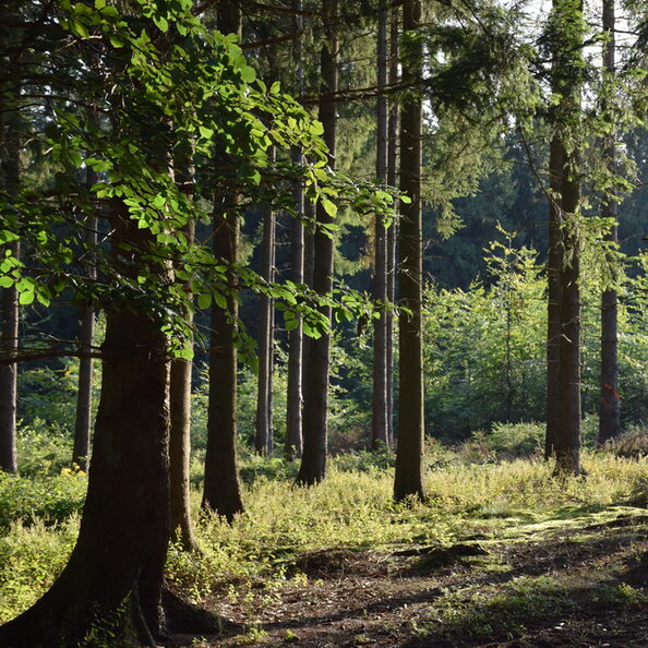 Blick in den Hürtgenwald