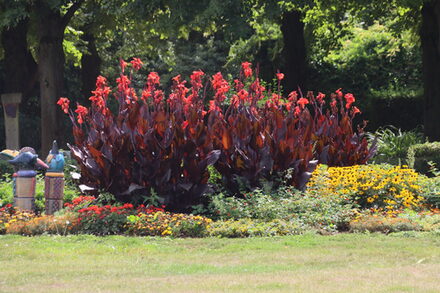 Pflanze im Brückenkopfpark