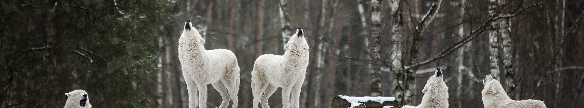 Polarwölfe findet man auch im Brückenkopfpark Jülich.