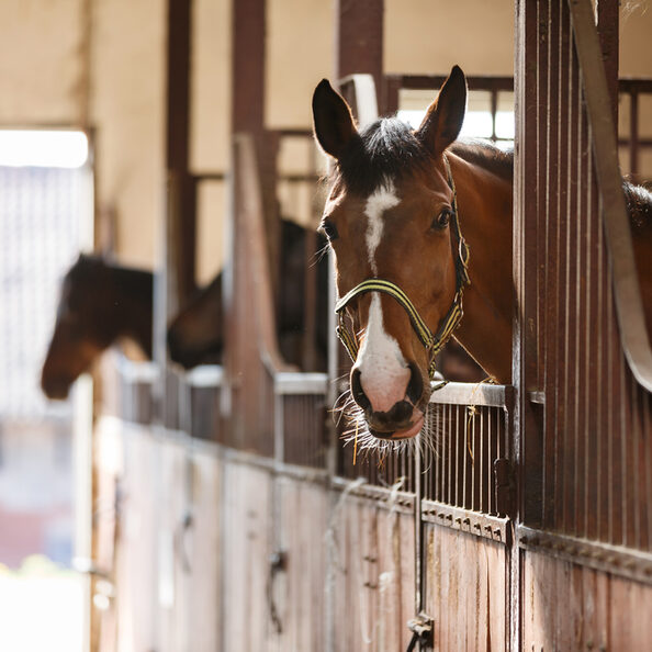 Motivbild Pferd im Stall [Foto: ©castenoid - stock.adobe.com]