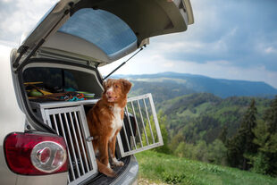 Was ist bei Reisen mit Haustieren wie Hund, Katze und sonstigen Haustieren zu beachten.