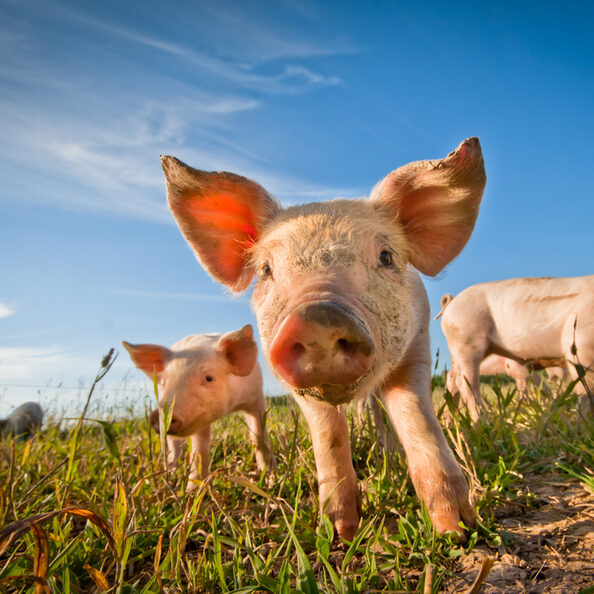 Motivbild Ferkel [Foto: ©talsen - stock.adobe.com]