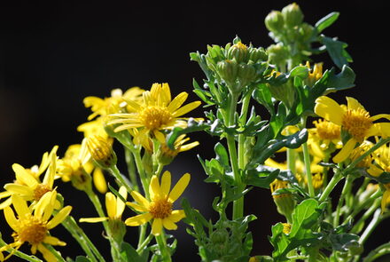 Jakobs-Kreuzkraut (Senecio) Giftpflanze