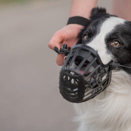 Woman walks 2 dogs. Close-up of female legs, border collie and bull terrier in muzzles and on leashes on a walk outdoors.