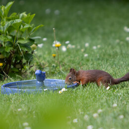 Ein Eichhörnchen trinkt an einer Tränke.