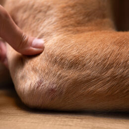 Gelenk von Hund nah