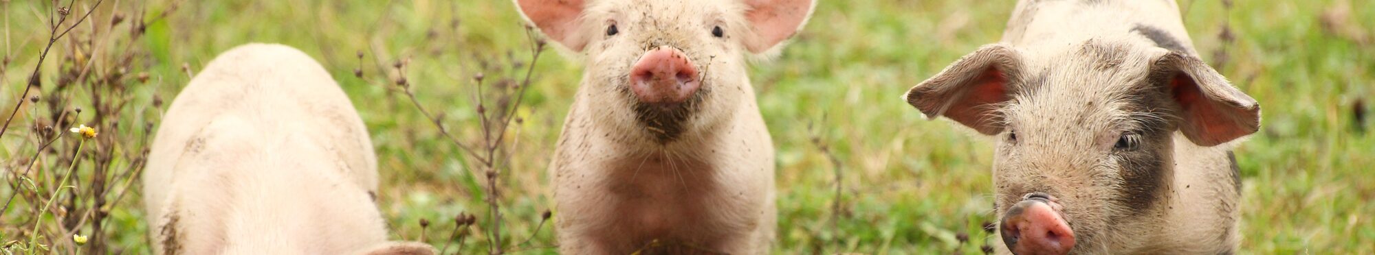 Motivbild Schweine