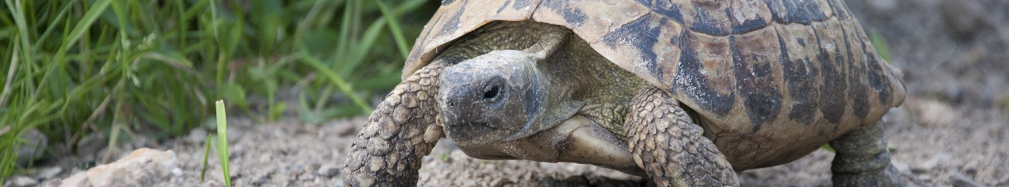 Eine Landschildkröte auf sandigem Untergrund