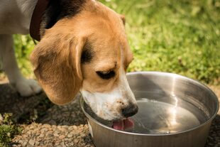 Motivbild Hund trinkt Wasser