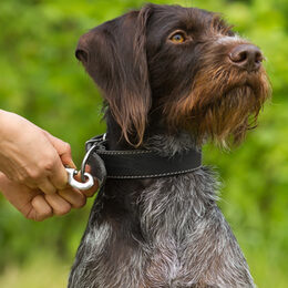 Ein Hund wird gerade angeleint