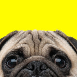 Ein Mops