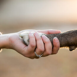 Die Pfote eines Hundes in der Hand einer Frau