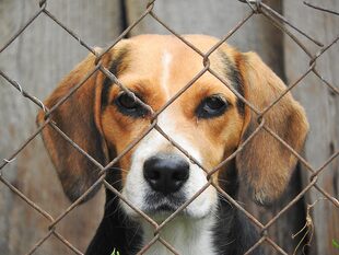 Tiere sind kein Weihnachtsgeschenkt! Denn oft landen diese in einem Tierheim, wenn die Familien feststellen, dass das Haustiere und die damit eingegangene Verantwortung nicht in den Alltag passen.