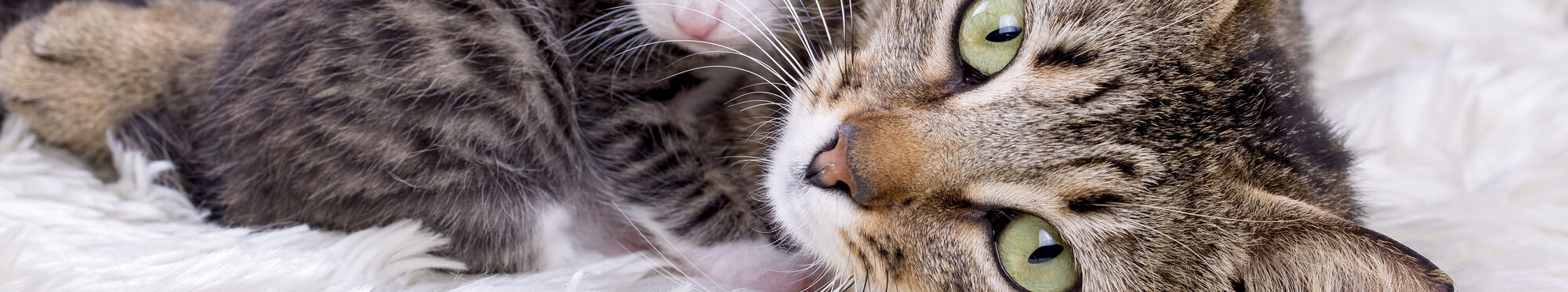 Eine Katze mit einem Katzenbaby