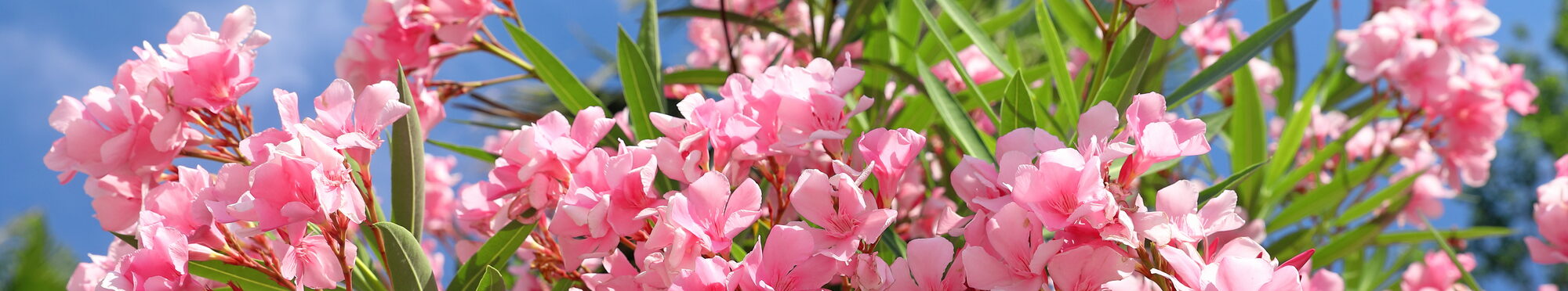 Nerium oleander. Pink oleander flowers on blue sky background