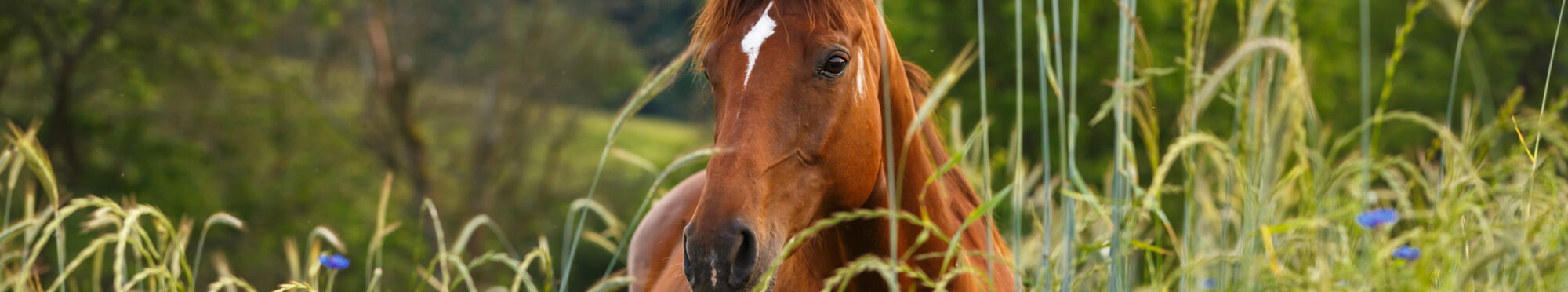 Ein Pferd auf einer Wiese