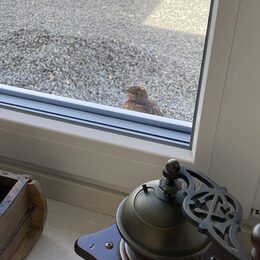 Ein Vogelküken sitzt auf einer Fensterbank