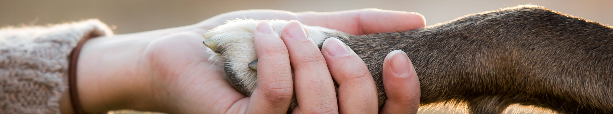 Die Pfote eines Hundes in der Hand einer Frau