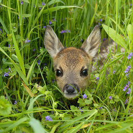 Ein Rehkitz liegt versteckt im Gras [Foto: ©Michael Breuer, stock.adobe.com]