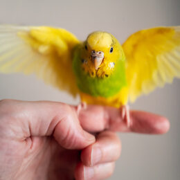 Yellow and green budgerigar parakeet pet taking off from the finger and hand of a person.  The little bird has her wings at full span.