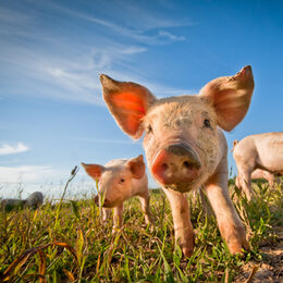 Motivbild Ferkel [Foto: ©talsen - stock.adobe.com]