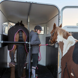 Motivbild Tiertransport