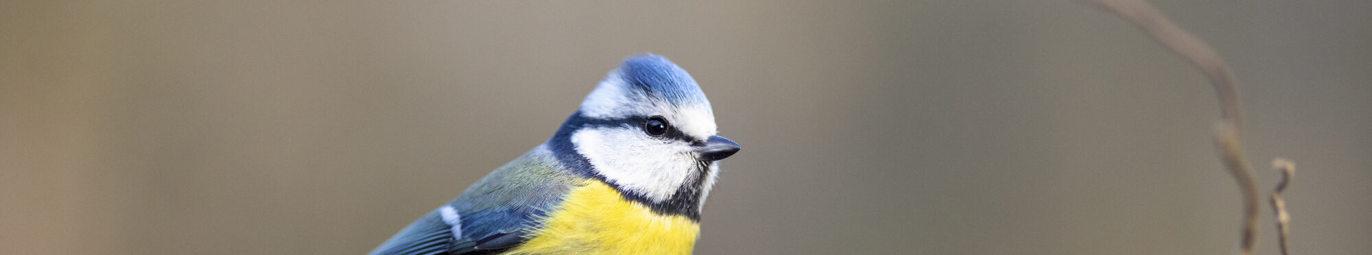 Eine Blaumeise sitzt auf einem Ast