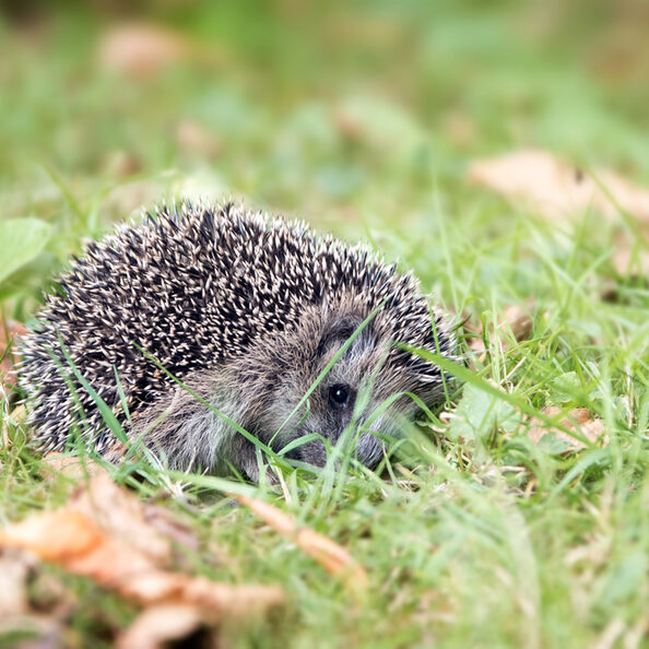 Ein junger Igel auf einer Wiese