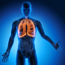 Mensch mit Lunge [Foto: © peterschreiber.media - stock.adobe.com]