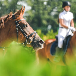 Motivbild Reiter/innen [Foto: ©taylon - stock.adobe.com]