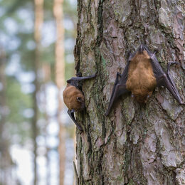 Motivbild Fledermäuse [Foto: ©Bernd Wolter - stock.adobe.com]