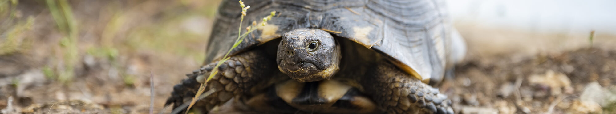Motivbild Schildkröte [Foto: ©Travel Wild - stock.adobe.com]
