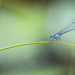 Motivbild Natur, Libelle [Foto: ©C. Schüßler - stock.adobe.com]
