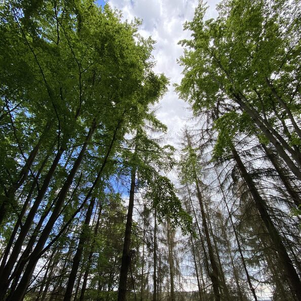 Bild zeigt Wald im Kreis Düren