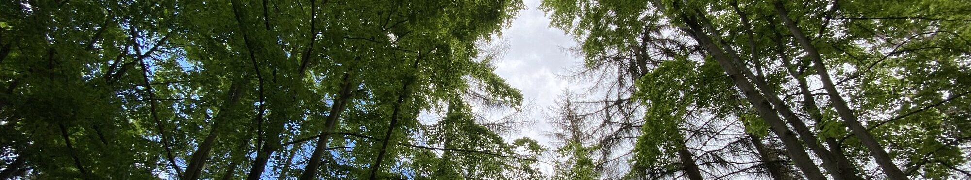 Bild zeigt Wald im Kreis Düren