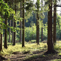 Bild zeig Wald im Kreis Düren