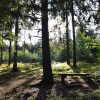 Bild zeig Wald im Kreis Düren