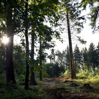 Bild zeig Wald im Kreis Düren