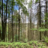 Bild zeig Wald im Kreis Düren