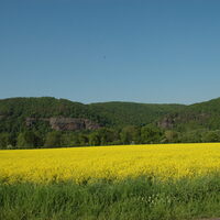 Bild zeigt ein Rapsfeld vor Buntsandstein-Felsen.