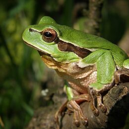 Ein Laubfrosch auf einem Ast