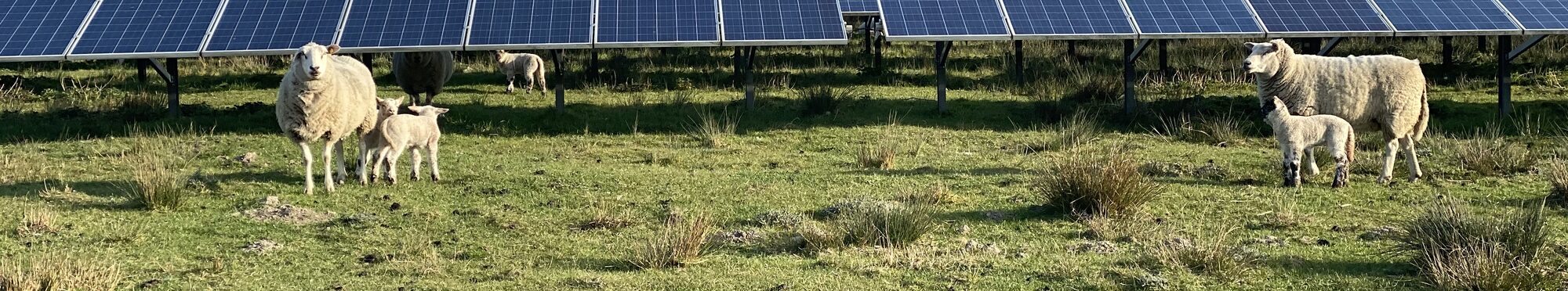 Schafe auf einer Solaranlage.