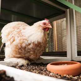 Ein Huhn mit Futter im Stall