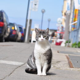 Straßenkatze