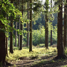 Blick in den Wald