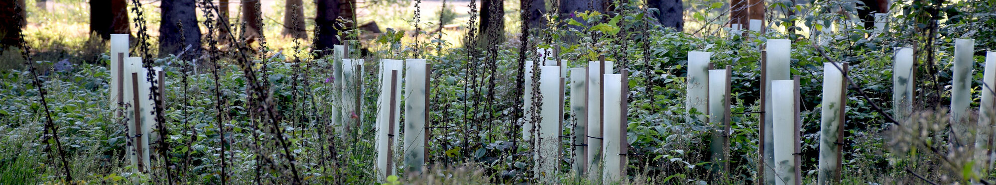 Aufforstung im Hürtgenwald