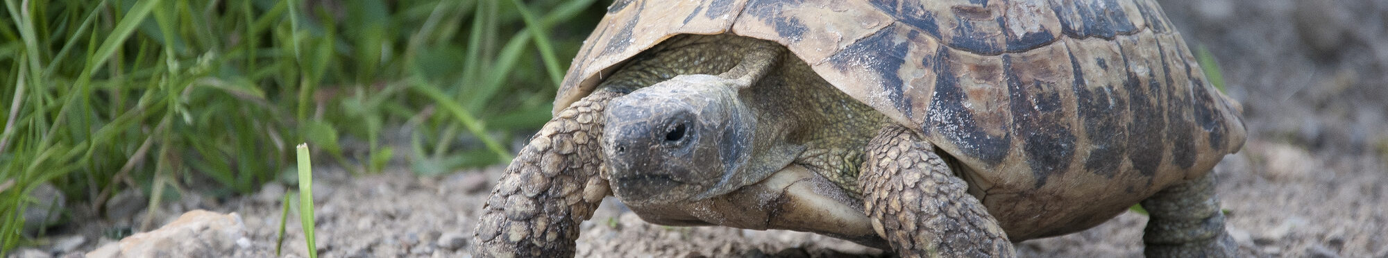 Im Bild ist eine Landschildkröte auf steinigem Untergrund zu sehen
