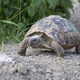 Im Bild ist eine Landschildkröte auf steinigem Untergrund zu sehen